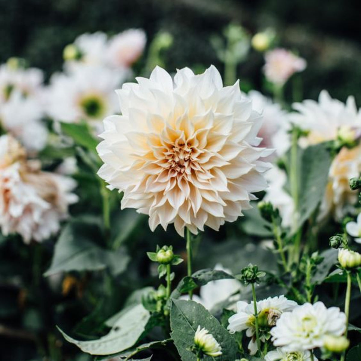 Café au Lait Dahlia Seeds - Container, Beds & Cut Bouquets, 40+ seeds
