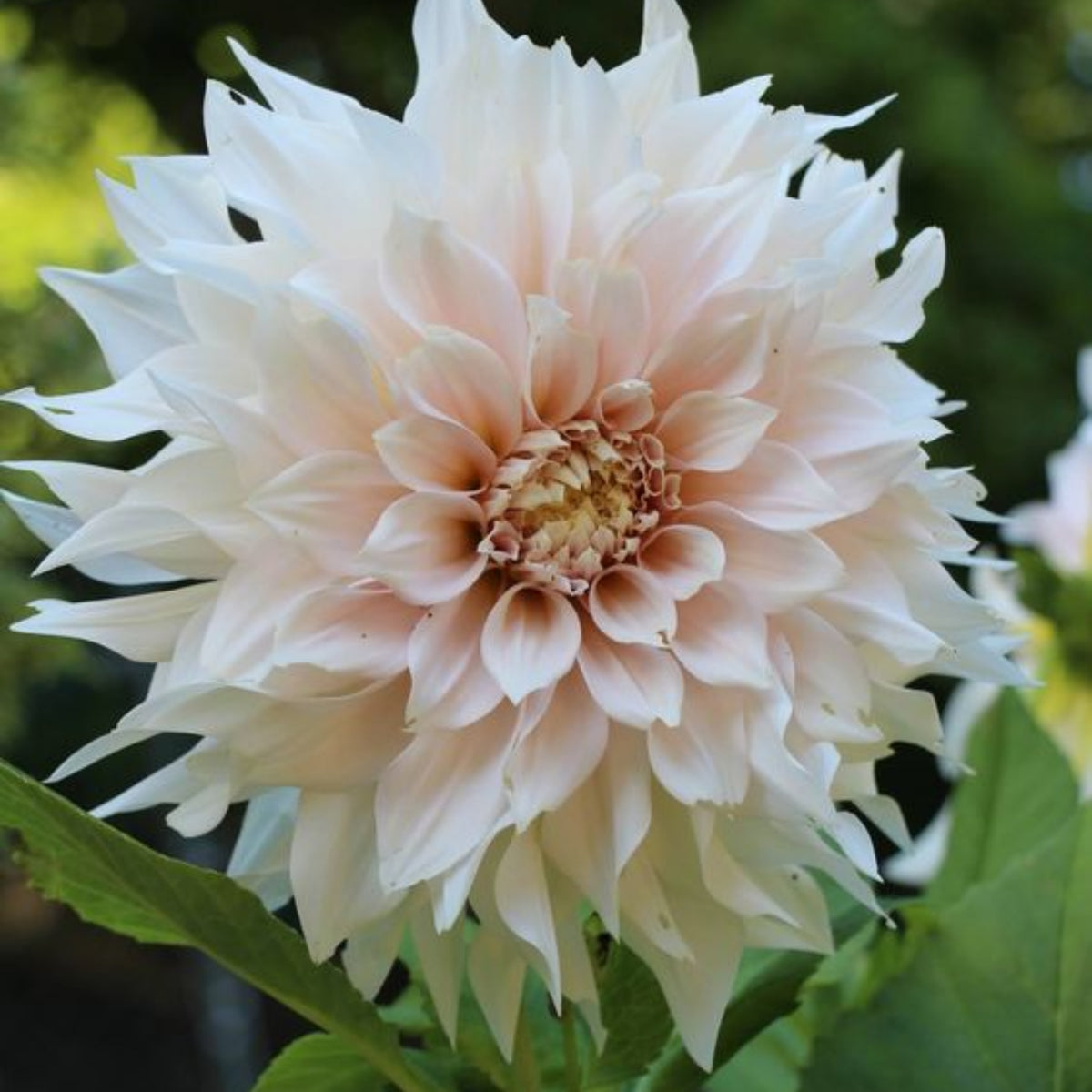 Café au Lait Dahlia Seeds - Container, Beds & Cut Bouquets, 40+ seeds