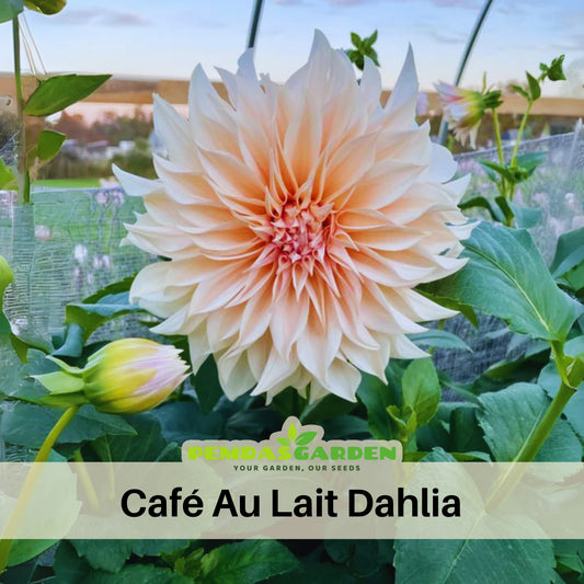 Café au Lait Dahlia Seeds - Container, Beds & Cut Bouquets, 40+ seeds