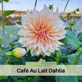40+ Seeds-Café Au Lait Dahlia Seeds- Authentic - Open-Pollinated - Organic - Heirloom - Flower Seeds - Container - Beds & Cut Bouquets #D026