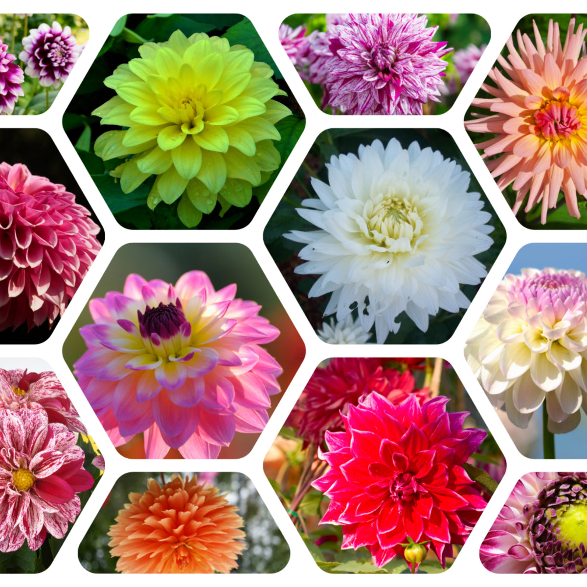 Mix Color Rare Dahlia Seeds - Container, 40+ seeds