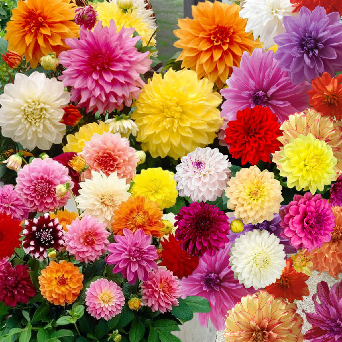 Mix Color Rare Dahlia Seeds - Container, 40+ seeds