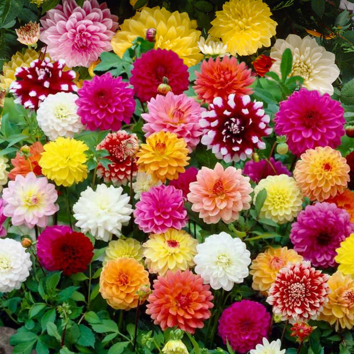 Mix Color Rare Dahlia Seeds - Container, 40+ seeds