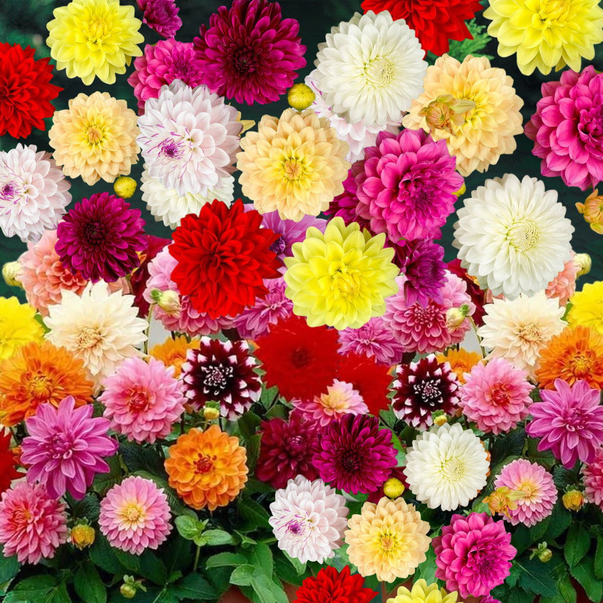 Mix Color Rare Dahlia Seeds - Container, 40+ seeds