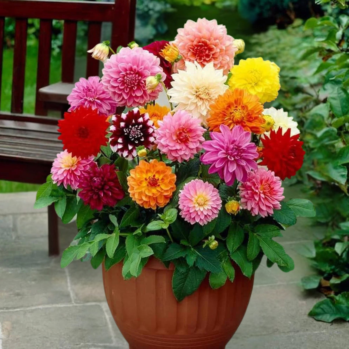 Mix Color Rare Dahlia Seeds - Container, 40+ seeds
