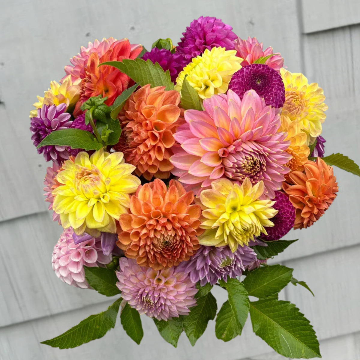 Mix Color Rare Dahlia Seeds - Container, 40+ seeds