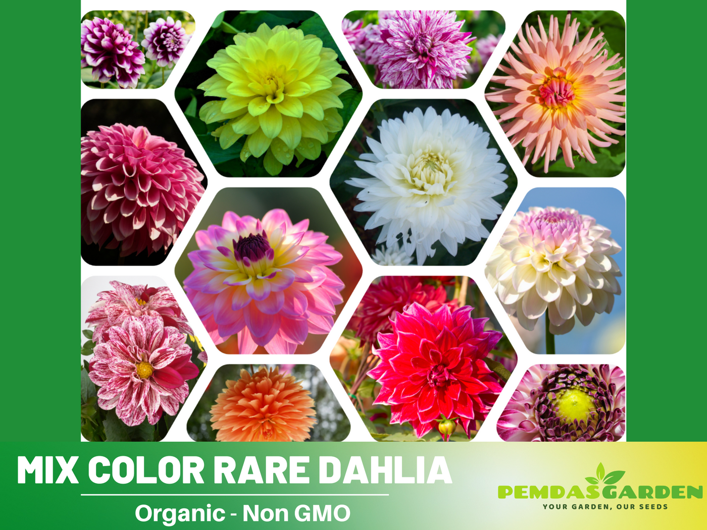rare flower seeds 40+ Seeds-Mix Color Rare Dahlia Seeds- Authentic - Open-Pollinated