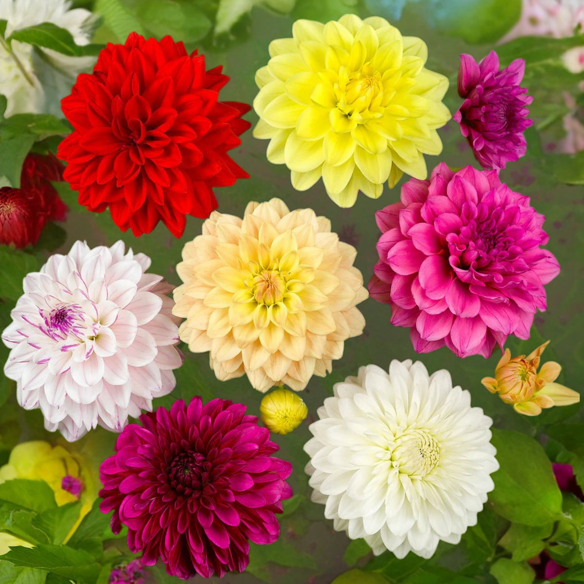 Mix Color Rare Dahlia Seeds - Container, 40+ seeds
