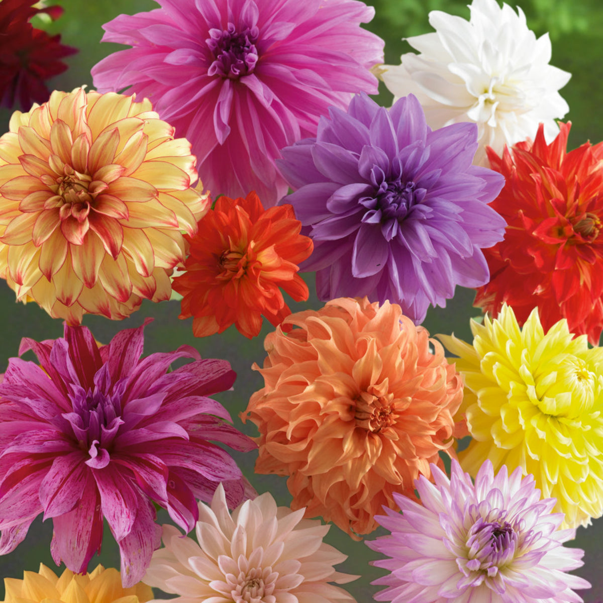 Mix Color Rare Dahlia Seeds - Container, 40+ seeds