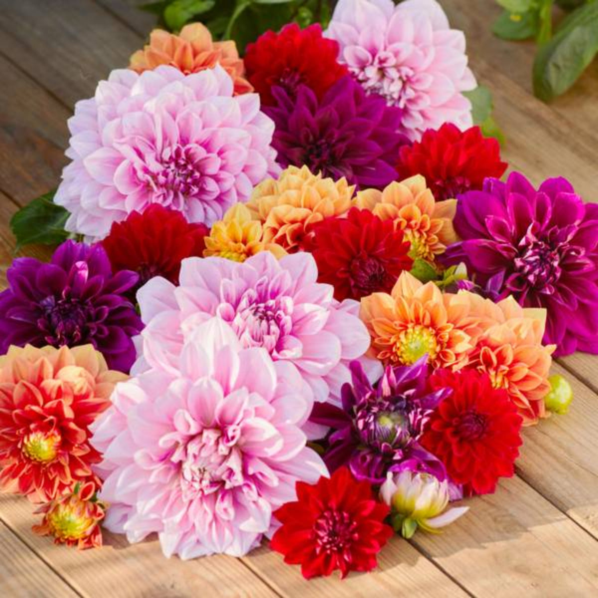 Mix Color Rare Dahlia Seeds - Container, 40+ seeds