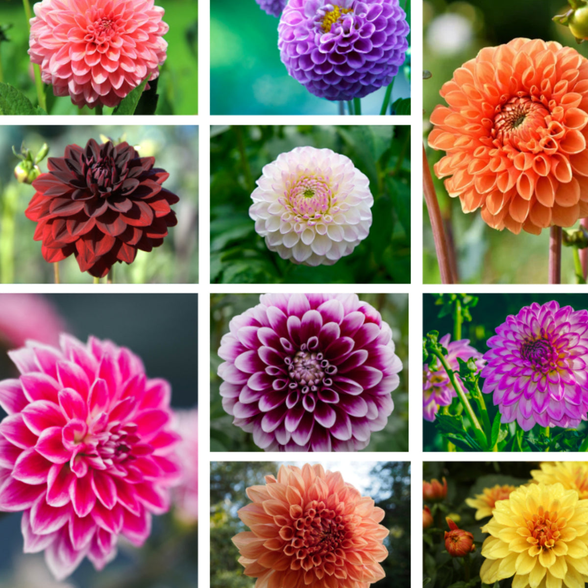 Mix Color Rare Dahlia Seeds - Container, 40+ seeds