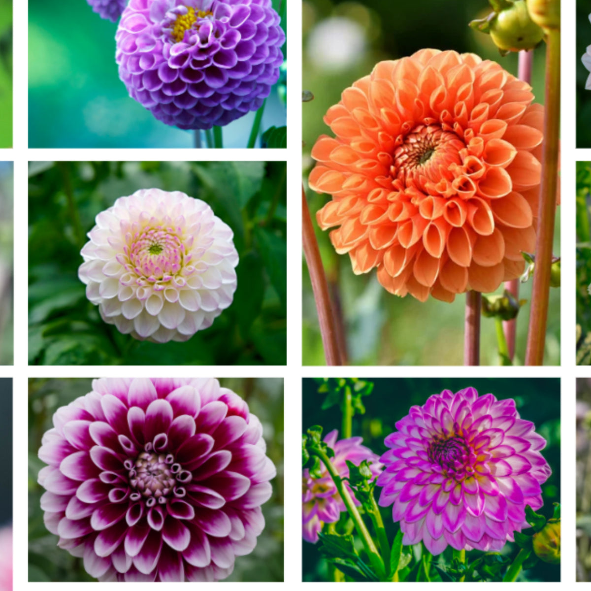 Mix Color Rare Dahlia Seeds - Container, 40+ seeds