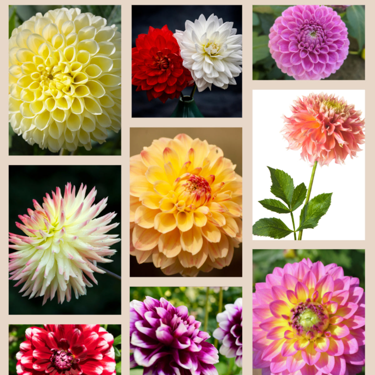Mix Color Rare Dahlia Seeds - Container, 40+ seeds