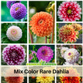 40+ Seeds-Mix Color Rare Dahlia Seeds- Authentic - Open-Pollinated - Organic - Heirloom - Flower Seeds - Container - Beds & Cut Bouquets #D027