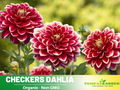 40+ Seeds| Checkers  Dahlia Seeds– Heirloom Dahlia Mix, Colorful Blooms for Garden Borders, Cut Flowers, Easy to Grow Annual Seeds #D028