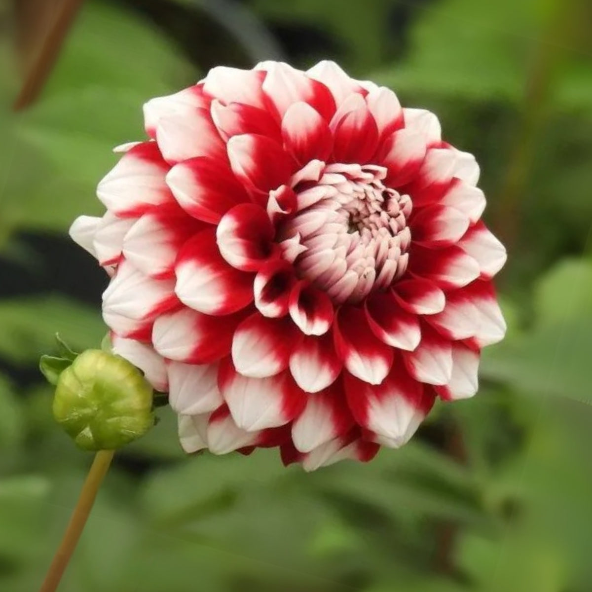 Checkers Dahlia Seeds - Heirloom Dahlia Mix, Cut Flowers, 40+ seeds