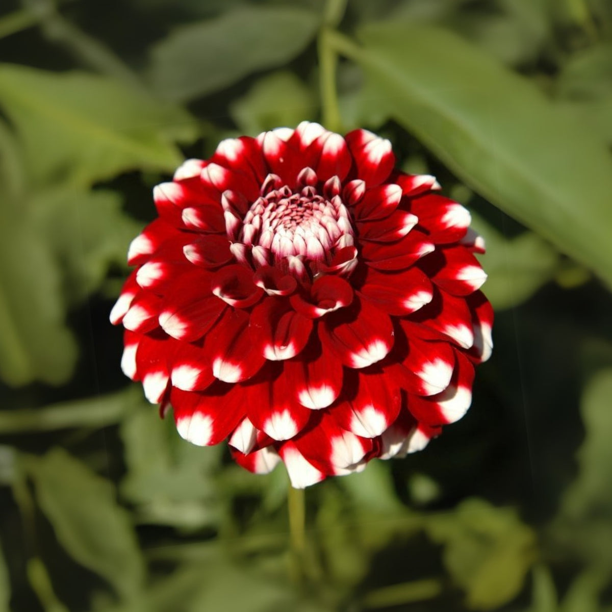Checkers Dahlia Seeds - Heirloom Dahlia Mix, Cut Flowers, 40+ seeds