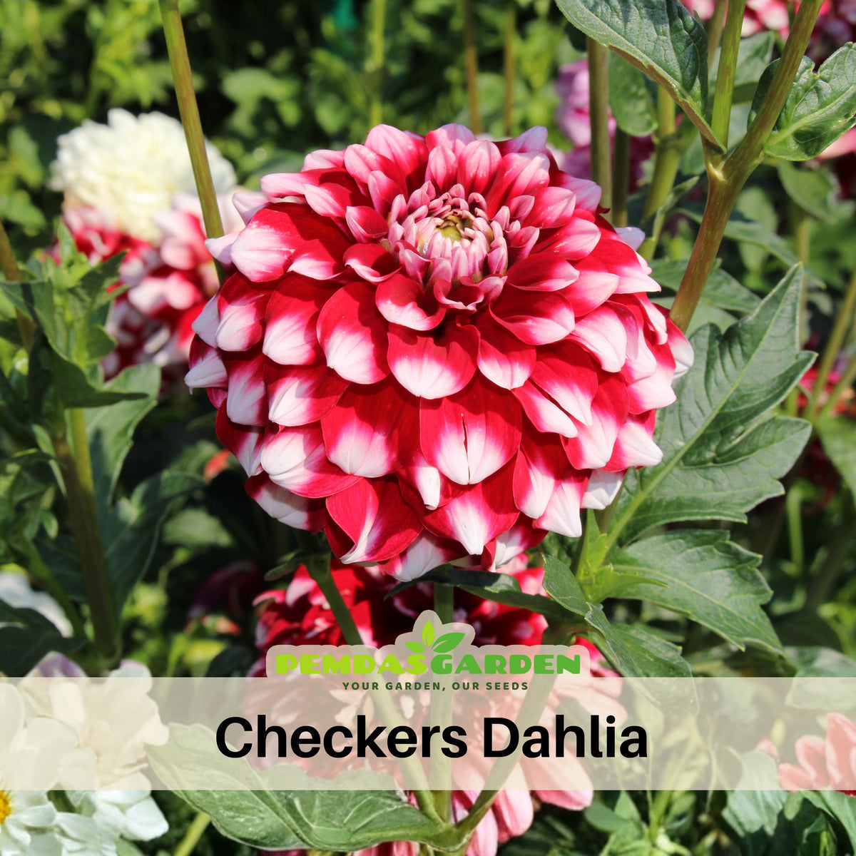 Checkers Dahlia Seeds - Heirloom Dahlia Mix, Cut Flowers, 40+ seeds