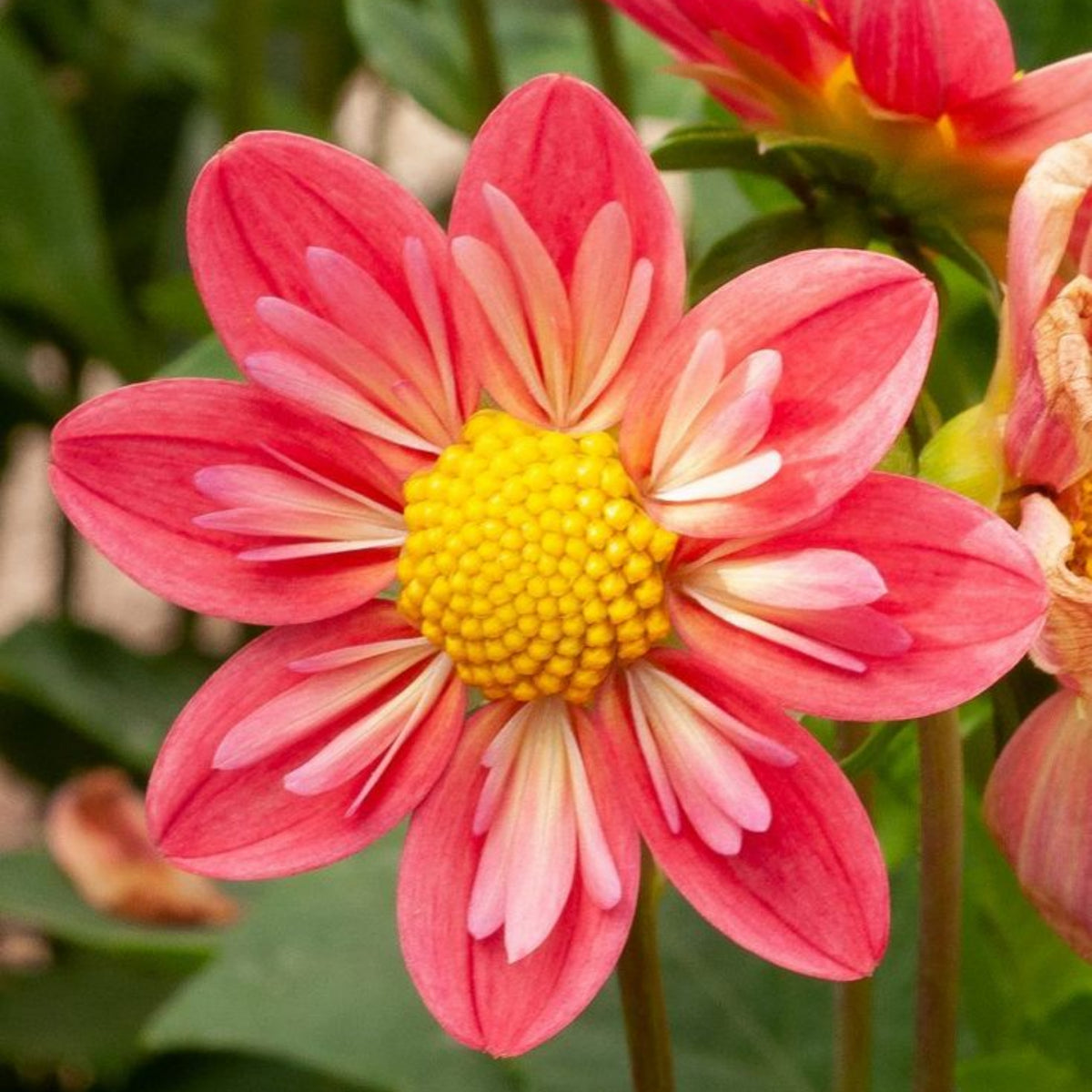 Charlotte Mae Dahlia Perennial Seeds - Mixed Color Blooms, 40+ seeds