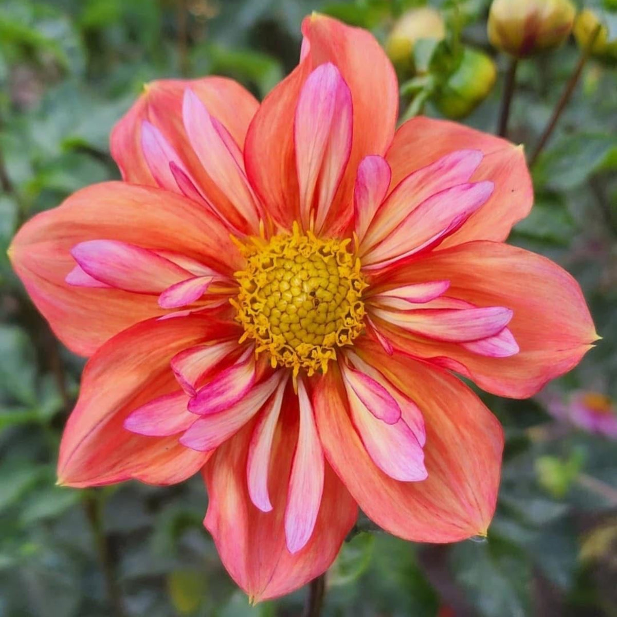 Charlotte Mae Dahlia Perennial Seeds - Mixed Color Blooms, 40+ seeds