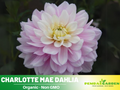 40+ Seeds|  Charlotte Mae Dahlia Perennial Seeds– Mixed Color Blooms, Fast Growing Annual Flowers, Ornamental Garden Seeds for Borders & Pots #D029