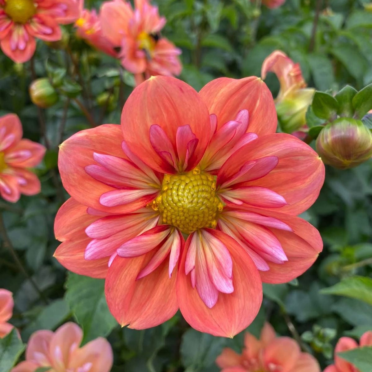 Charlotte Mae Dahlia Perennial Seeds - Mixed Color Blooms, 40+ seeds