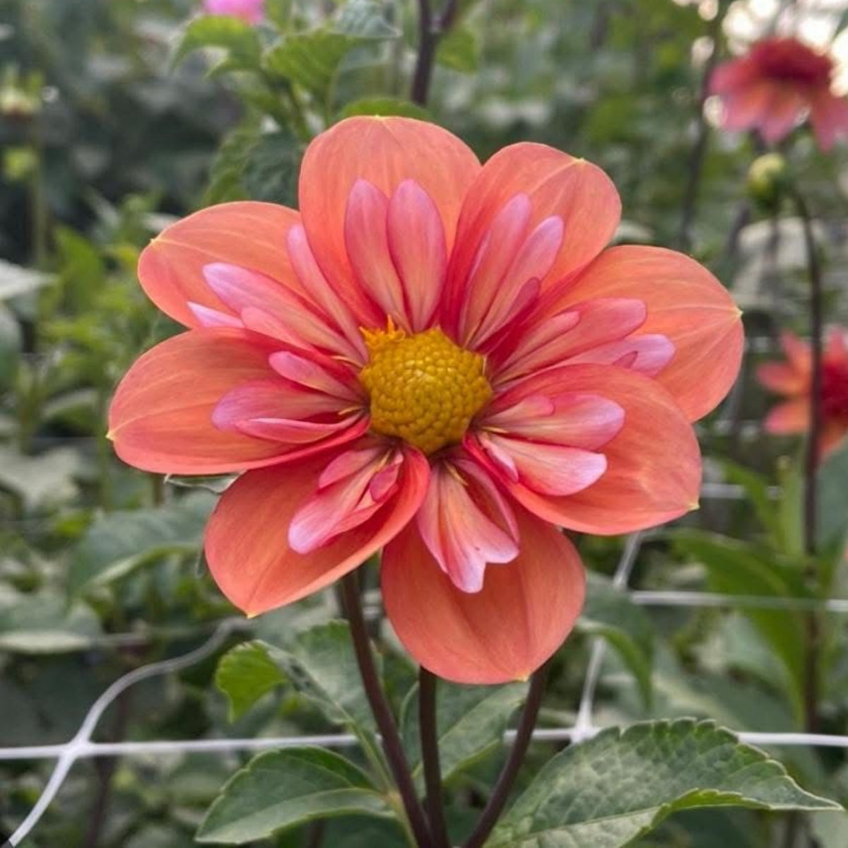 Charlotte Mae Dahlia Perennial Seeds - Mixed Color Blooms, 40+ seeds
