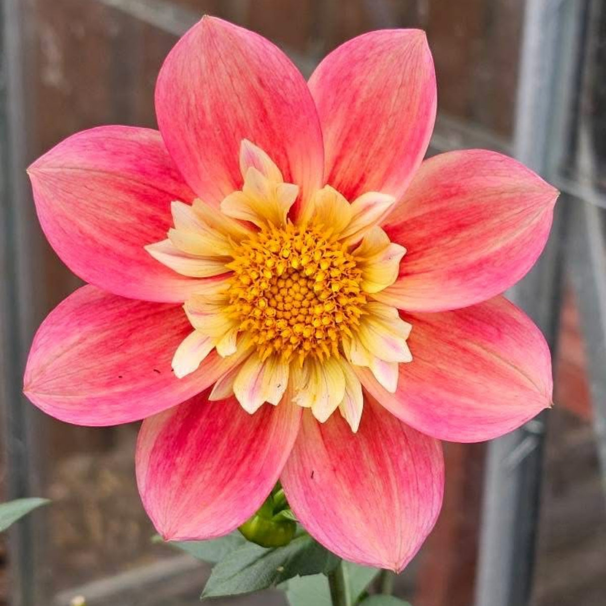 Charlotte Mae Dahlia Perennial Seeds - Mixed Color Blooms, 40+ seeds