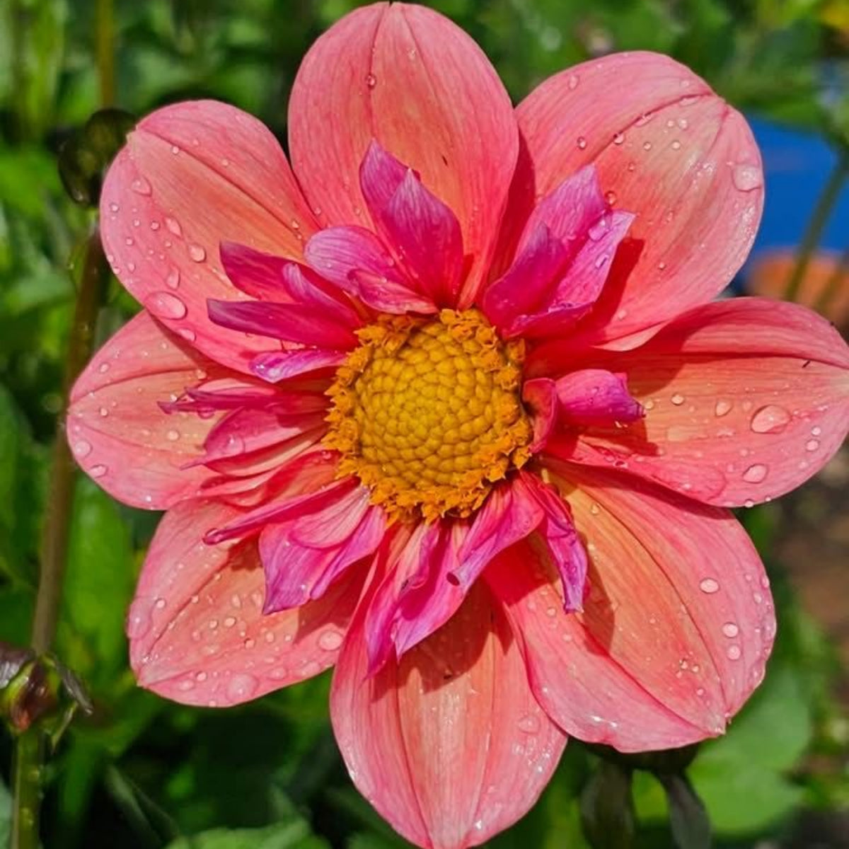 Charlotte Mae Dahlia Perennial Seeds - Mixed Color Blooms, 40+ seeds