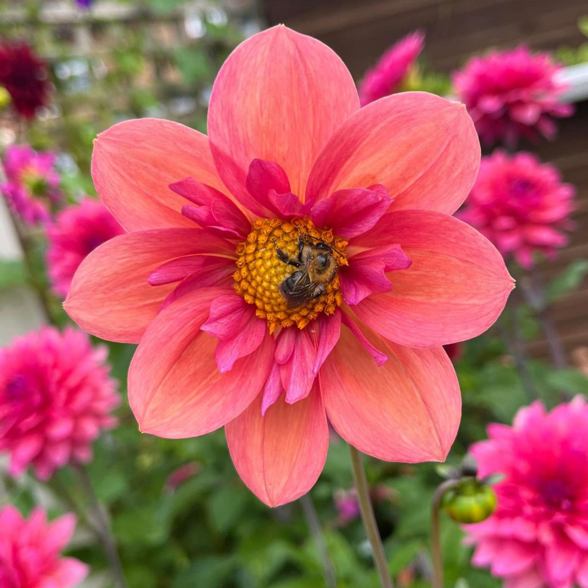 Charlotte Mae Dahlia Perennial Seeds - Mixed Color Blooms, 40+ seeds