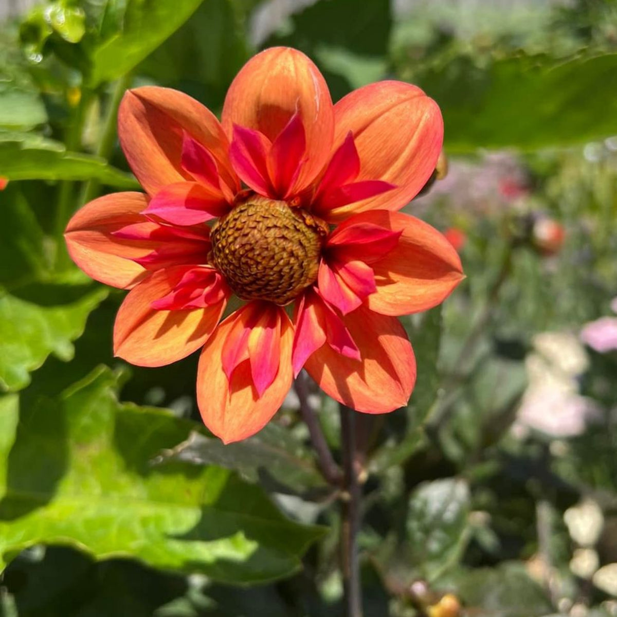 Charlotte Mae Dahlia Perennial Seeds - Mixed Color Blooms, 40+ seeds