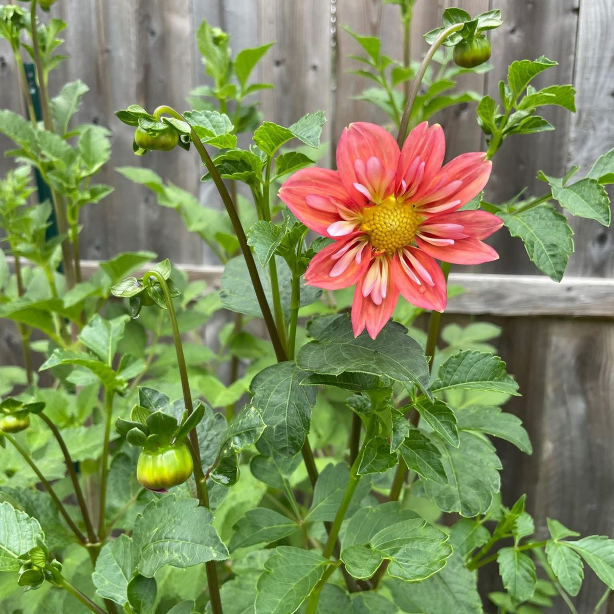Charlotte Mae Dahlia Perennial Seeds - Mixed Color Blooms, 40+ seeds