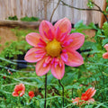 40+ Seeds|  Charlotte Mae Dahlia Perennial Seeds– Mixed Color Blooms, Fast Growing Annual Flowers, Ornamental Garden Seeds for Borders & Pots #D029