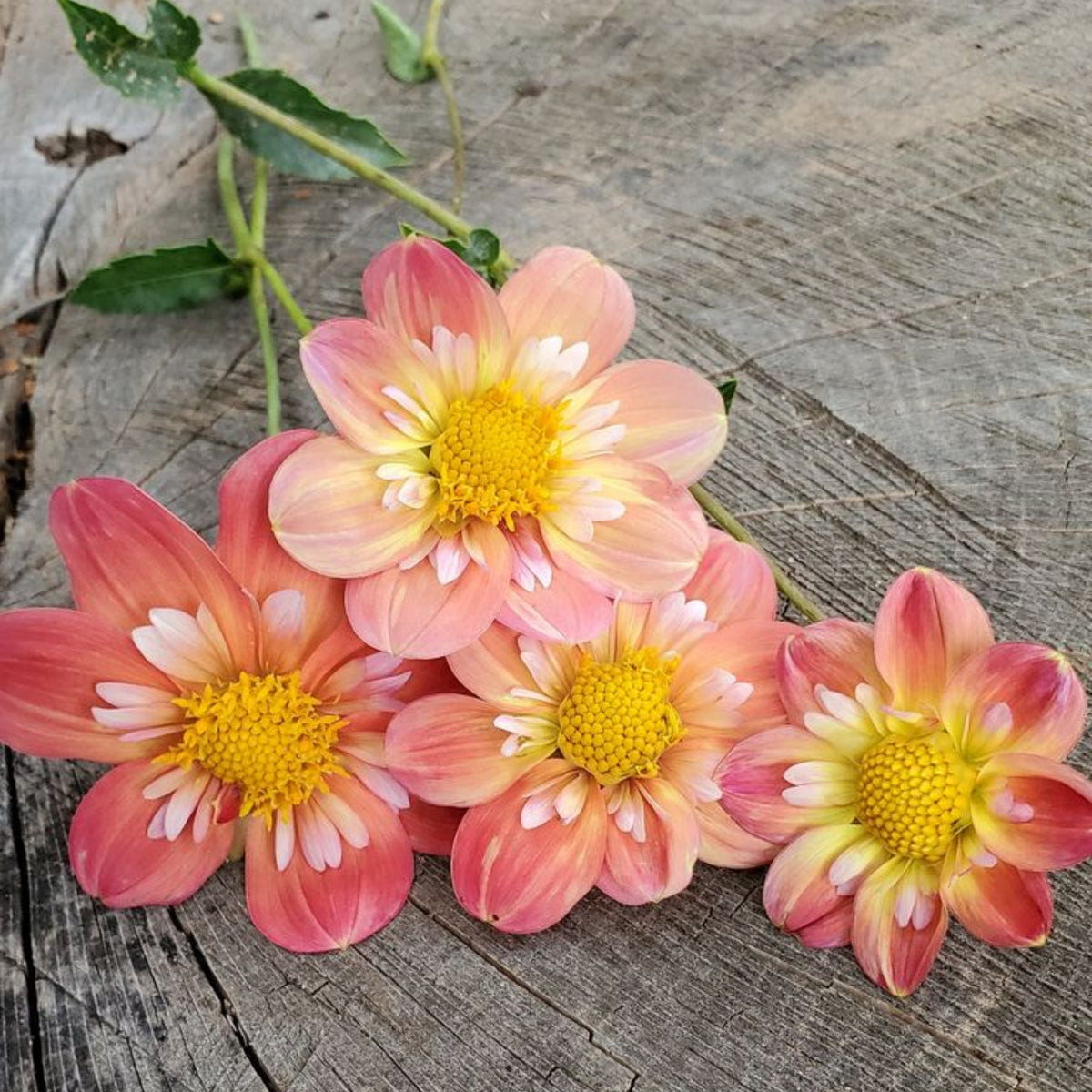 Charlotte Mae Dahlia Perennial Seeds - Mixed Color Blooms, 40+ seeds