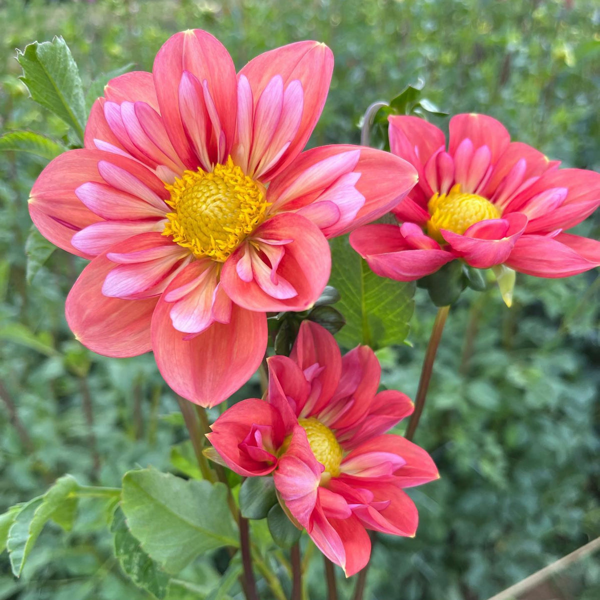 Charlotte Mae Dahlia Perennial Seeds - Mixed Color Blooms, 40+ seeds