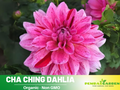 40+ Seeds|  Cha Ching Dahlia Perennial Seeds– Mixed Color Blooms, Fast Growing Annual Flowers, Ornamental Garden Seeds for Borders & Pots #D030