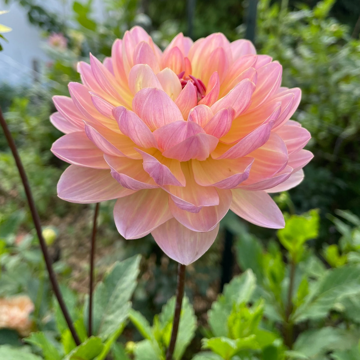 Cha Ching Dahlia Perennial Seeds - Mixed Color Blooms, 40+ seeds
