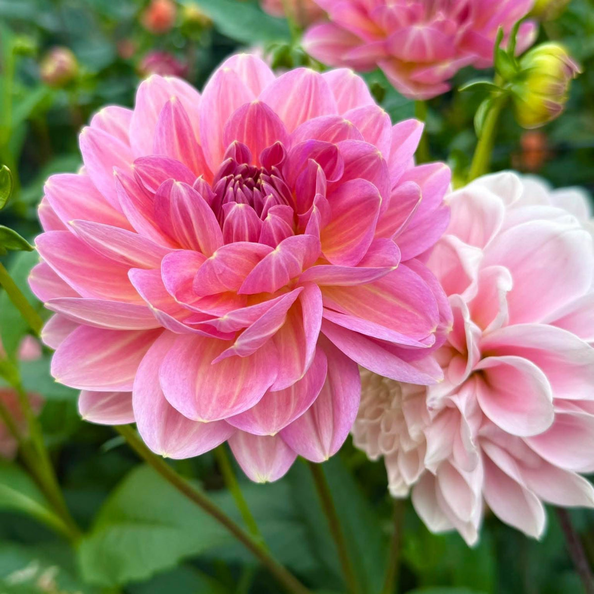 Cha Ching Dahlia Perennial Seeds - Mixed Color Blooms, 40+ seeds