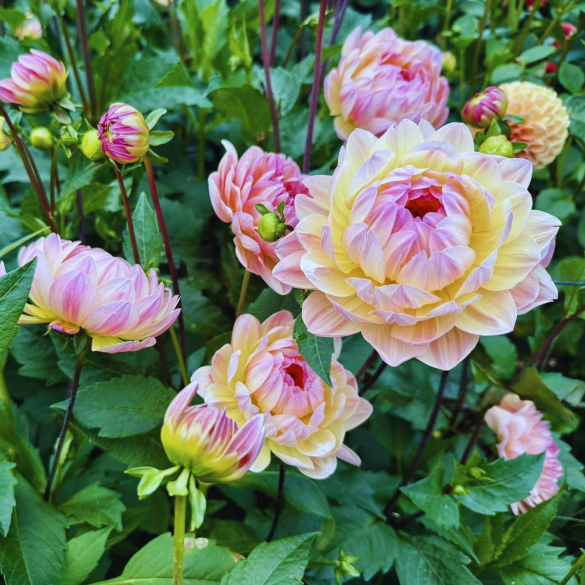 Cha Ching Dahlia Perennial Seeds - Mixed Color Blooms, 40+ seeds
