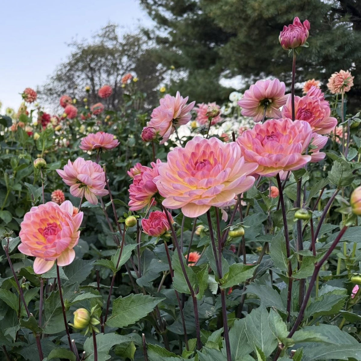Cha Ching Dahlia Perennial Seeds - Mixed Color Blooms, 40+ seeds