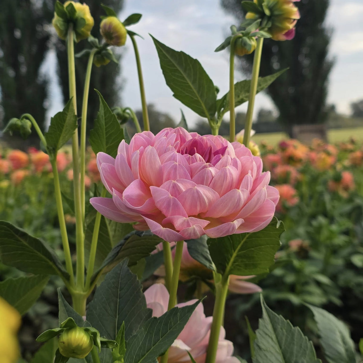 Cha Ching Dahlia Perennial Seeds - Mixed Color Blooms, 40+ seeds