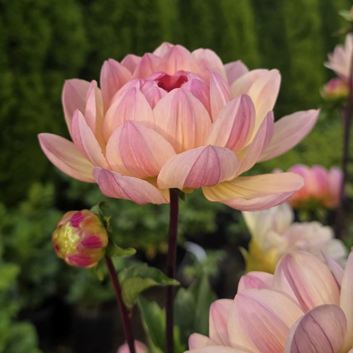 Cha Ching Dahlia Perennial Seeds - Mixed Color Blooms, 40+ seeds