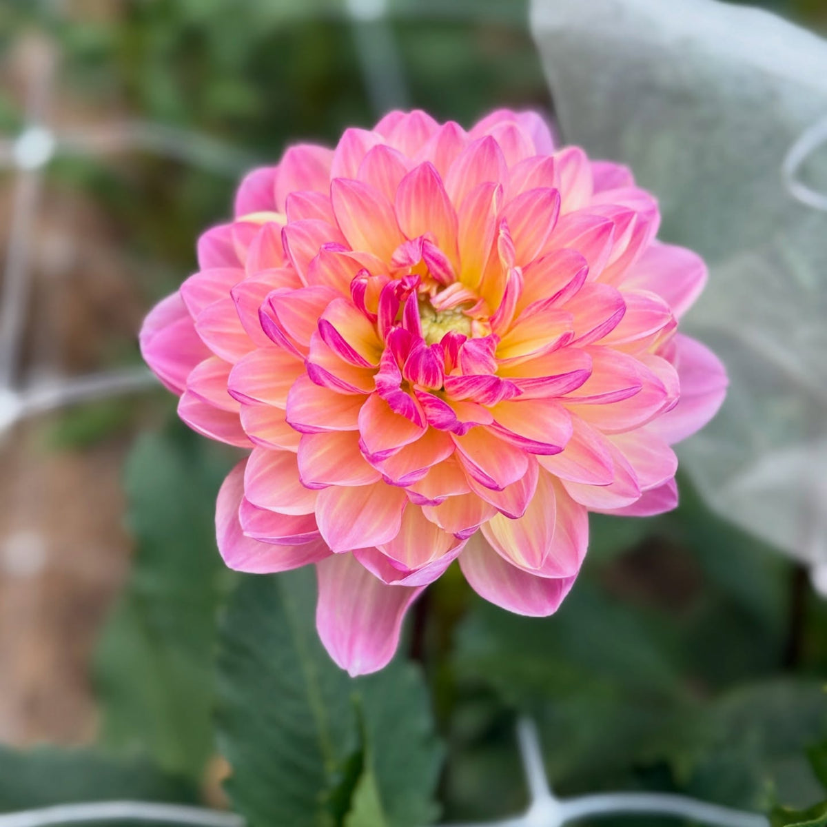 Cha Ching Dahlia Perennial Seeds - Mixed Color Blooms, 40+ seeds