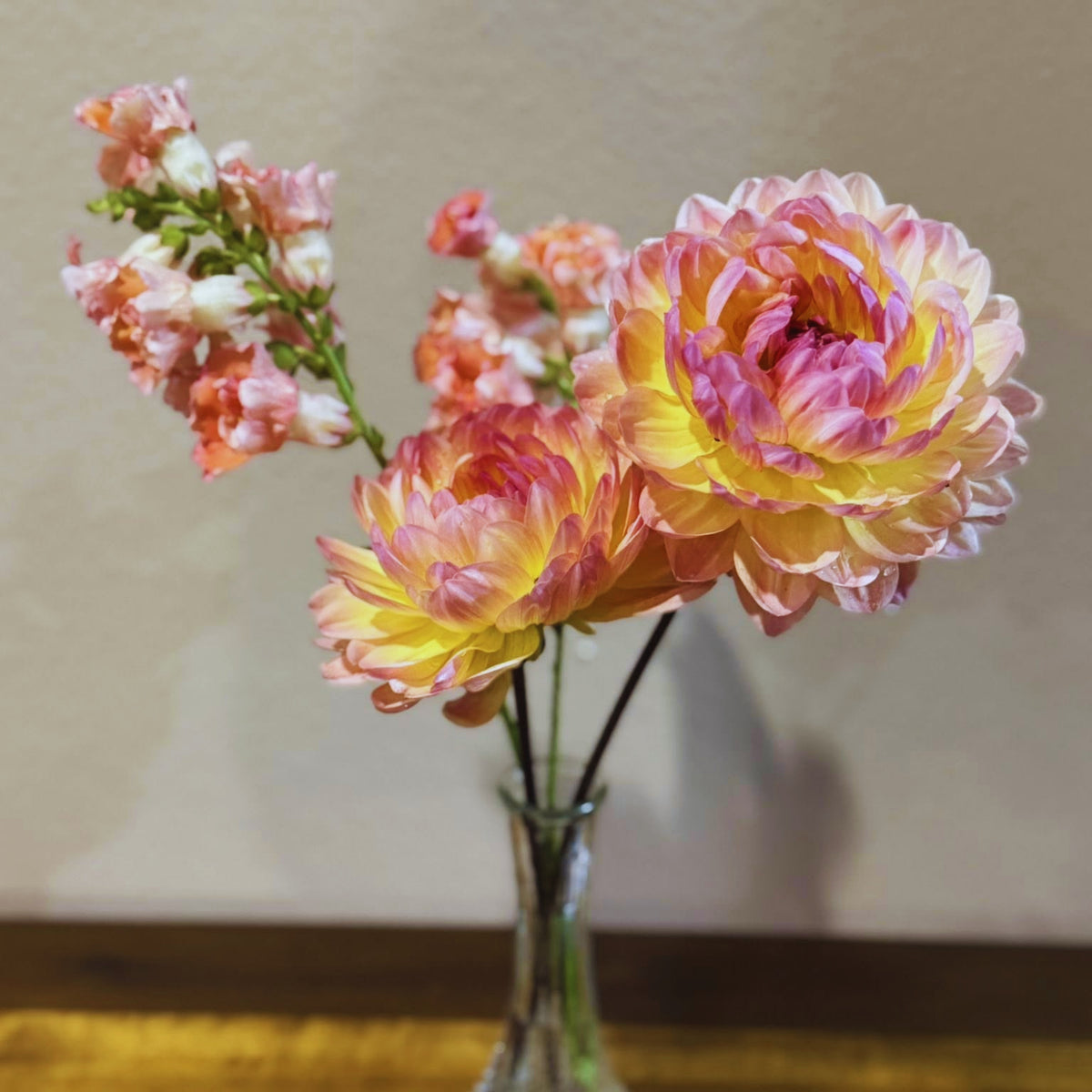 Cha Ching Dahlia Perennial Seeds - Mixed Color Blooms, 40+ seeds
