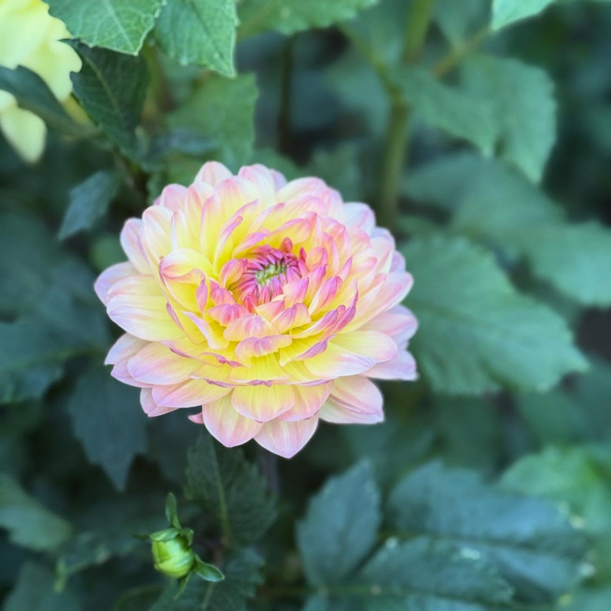 Cha Ching Dahlia Perennial Seeds - Mixed Color Blooms, 40+ seeds