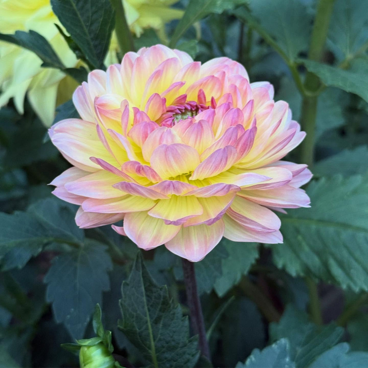 Cha Ching Dahlia Perennial Seeds - Mixed Color Blooms, 40+ seeds