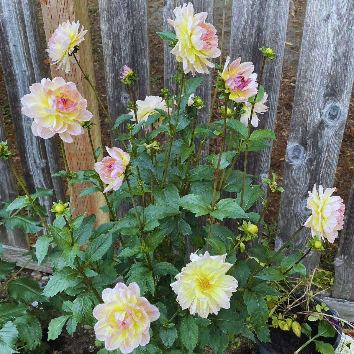 Cha Ching Dahlia Perennial Seeds - Mixed Color Blooms, 40+ seeds