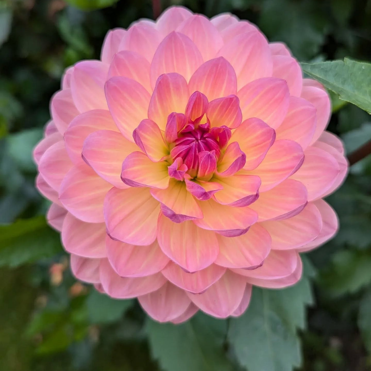 Cha Ching Dahlia Perennial Seeds - Mixed Color Blooms, 40+ seeds