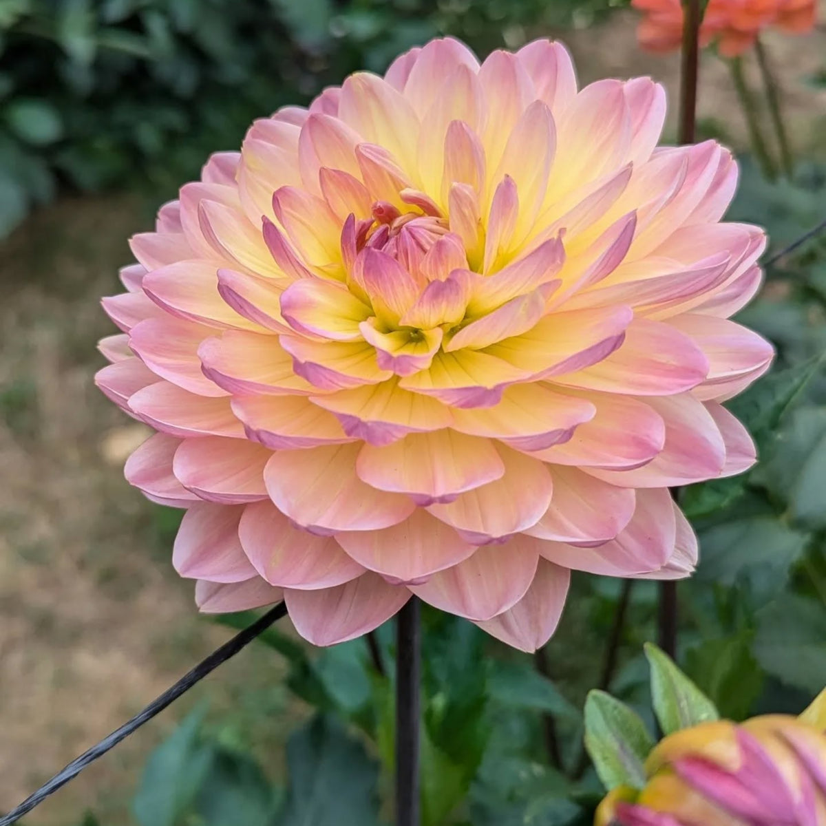 Cha Ching Dahlia Perennial Seeds - Mixed Color Blooms, 40+ seeds