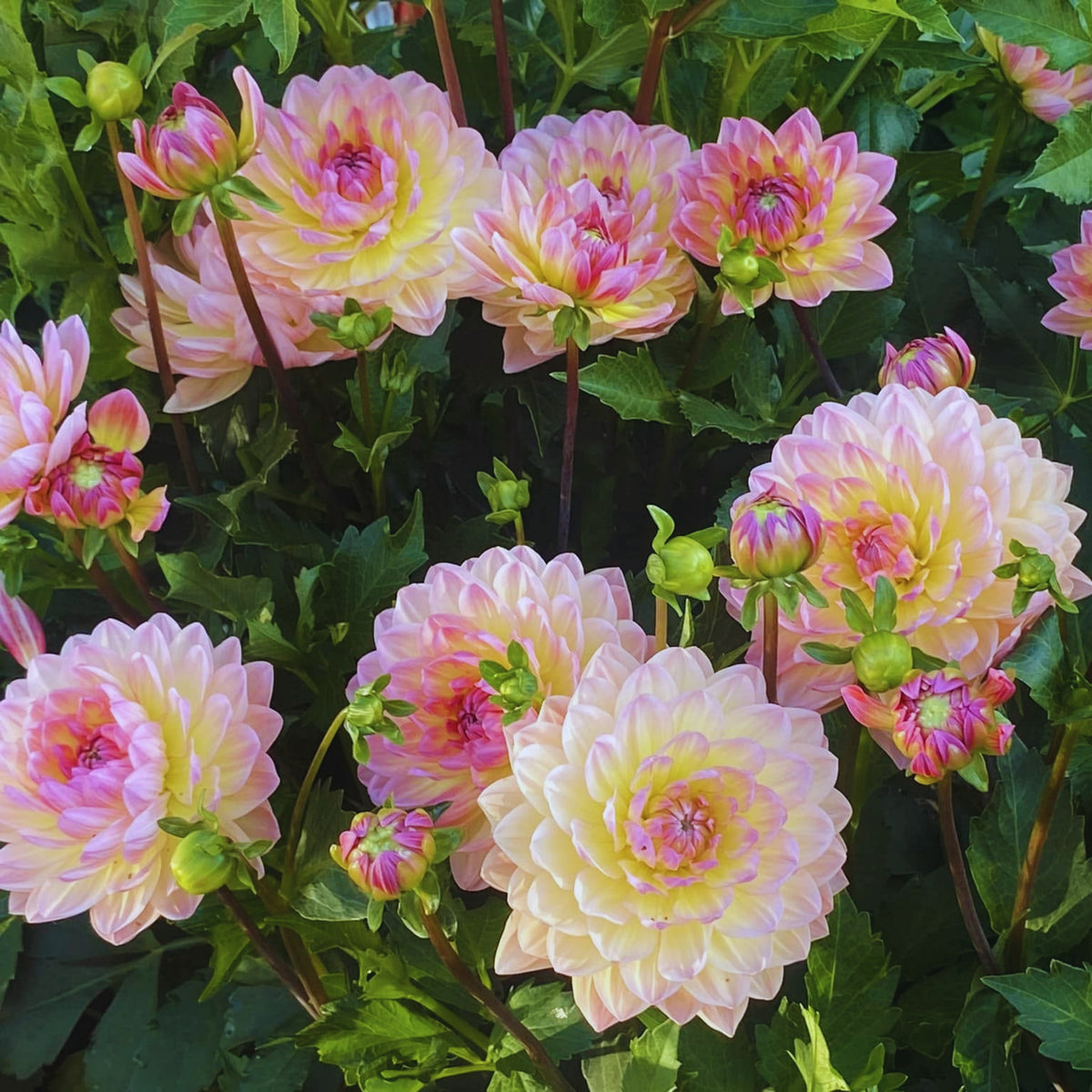 Cha Ching Dahlia Perennial Seeds - Mixed Color Blooms, 40+ seeds